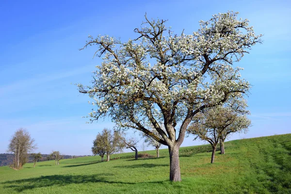 Våren Det Många Fruktträd Täckta Med Vita Blommor Äng Mot — Stockfoto