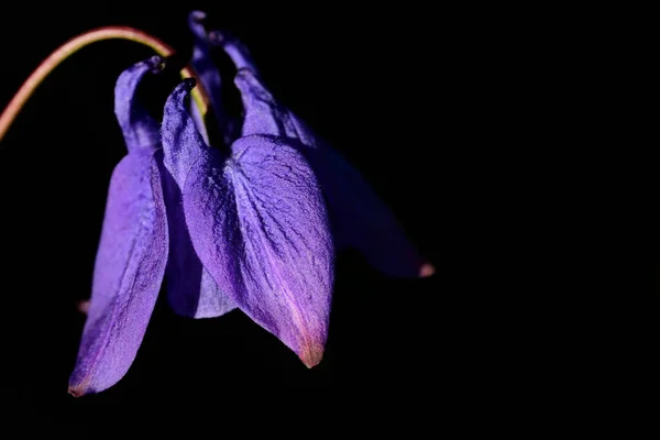 Nahaufnahme Einer Lila Glockenblume Die Vor Dunklem Hintergrund Blüht Und — Stockfoto