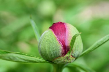 Kırmızı şakayığın tomurcuğunu yeşil bir arka plana yakın tut.