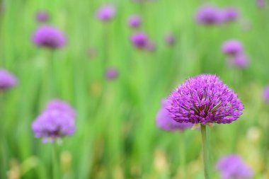 Süslü soğandan bir leylak çiçeği baharda diğer çiçeklerin önünde yeşil bir arka planda büyür.