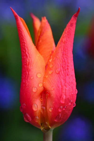 Renkli bir lale çiçeğinin yakın plan görüntüsü su damlacıklarıyla, renkli arka plan, dikey format