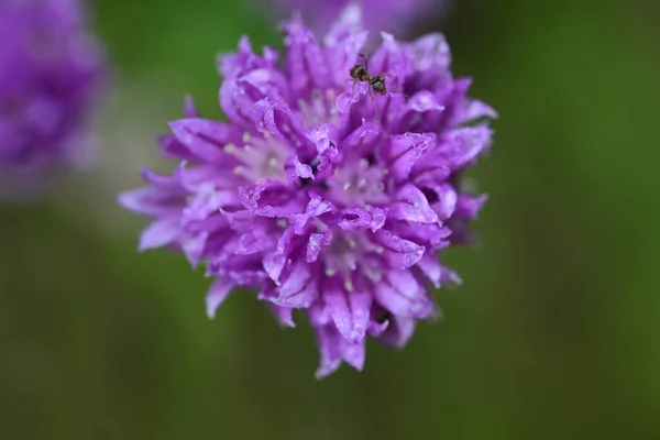 Крупный План Фиолетового Цветка Лука Сверху Маленьким Муравьем Нем Много — стоковое фото