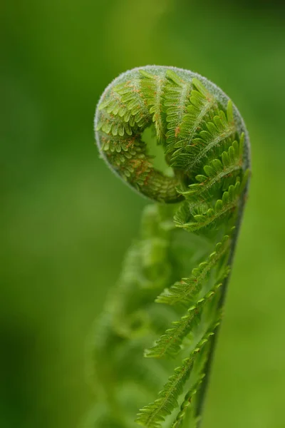 Close Green Young Frond Fern Just Curling Springtime Portrait Format — Stock Photo, Image