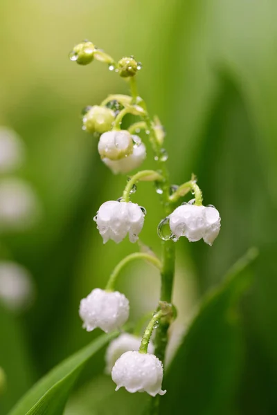 White Lilies Valley Grow Spring Rain Green Full Water Droplets — Stock Photo, Image