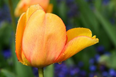 Turuncu bir lalenin baharda renkli bir arka planda açtığı yakın plan görüntüsü.
