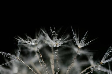 Karahindiba tohumlarını küçük su damlacıklarıyla kaplayın.