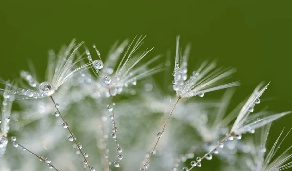 Close Seeds Dandelion Small Water Droplets Green Background — Stock Photo, Image