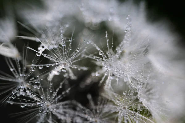 Close Seeds Dandelion Small Water Droplets Dark Background — Stock Photo, Image