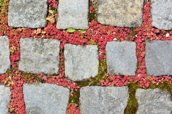 Contexte Texture Pavé Gris Des Lichens Rouges Poussent Entre Les — Photo