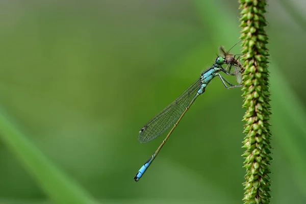 Nahaufnahme Einer Kleinen Blauen Libelle Die Einer Pflanze Hängt Und — Stockfoto