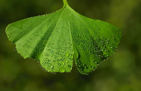 Zbliżenie Świeżego Zielonego Liścia Gingko Wieloma Małymi Perłami Wodnymi Zielonym — Zdjęcie stockowe