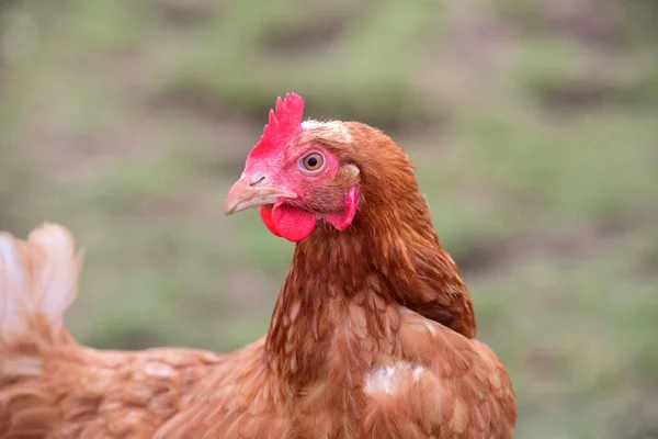 一只棕色的家养鸡正站在牧场上回头看 — 图库照片