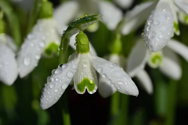 Närbild Vit Delikat Snöfall Med Massor Vattendroppar Våren — Stockfoto