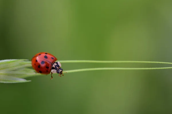 Small Red Ladybird Climbs Thin Stalks Ear Corn Green Background — Stock Photo, Image