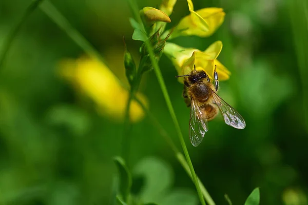 Közelkép Egy Kis Méhről Aki Nektárt Keres Egy Sárga Vadvirágon — Stock Fotó