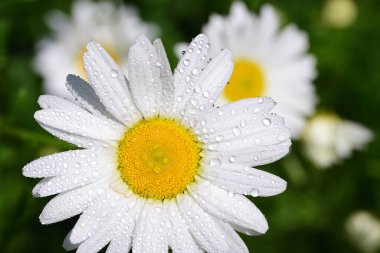 Beyaz, taze bir papatyaya yakın, yukarıdan çekilmiş, beyaz yapraklı su damlacıkları ve sarı polenler.