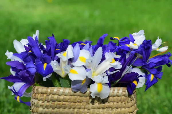 Korg Står Äng Korgen Färska Vita Och Blå Iris — Stockfoto