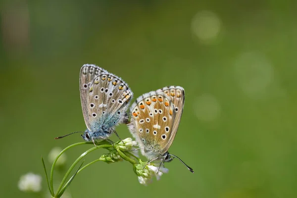 Dos Pequeñas Mariposas Bluebells Lycaenidae Sientan Una Rama Unen Para —  Fotos de Stock