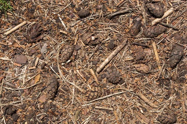 Texture of a brown forest floor with old cones and branches in summer