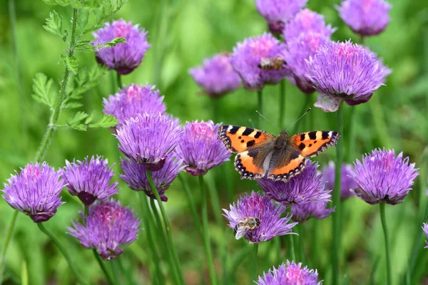 Motyl Oko Pawia Siedzi Kwiecie Purpurowego Szczypiorku Rośliny Która Stoi — Zdjęcie stockowe