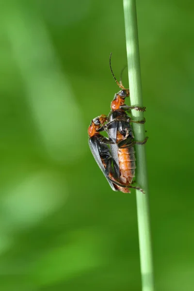 Primer Plano Dos Escarabajos Blandos Negro Anaranjados Cantharidae Sentados Sobre —  Fotos de Stock