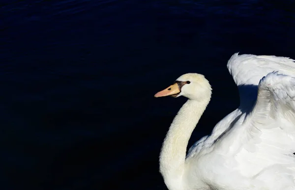 A white swan at the right edge of the picture, opening its wings, in front of a dark body of water with space for text