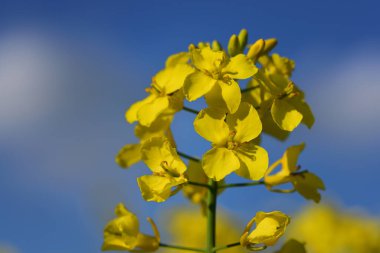 Mavi gökyüzüne karşı sarı polenli sarı çiçekli bir kolza tohumu bitkisine yaklaş.