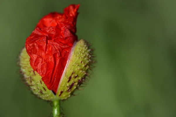 Крупним Планом Бутон Дикої Макової Квітки Просто Відкривається Квітучий Зеленому — стокове фото