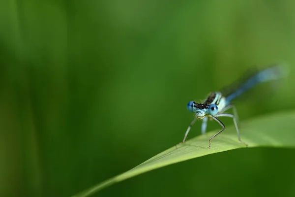 Close Uma Libélula Penas Azuis Platycnemis Sentado Uma Lâmina Grama — Fotografia de Stock