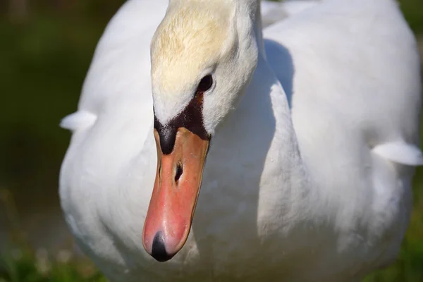 Close Head Neck Beak White Swan Bending Nature — Stock Photo, Image