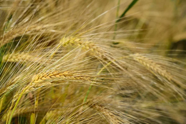 Büyüyen ve olgunlaşmamış bir tahıl tarlasında arpa kulaklarını kapat.