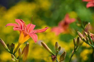 Yapraklarını güneşte parlak sarı bir zemin üzerinde açan turuncu bir zambağın yakın çekimi