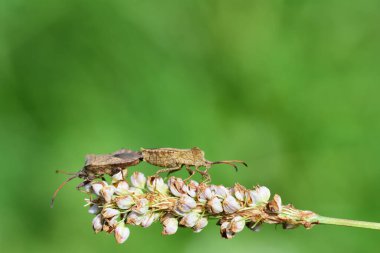 İki deri böceğin (Coreus marginatus) soluk bir çimenlikte çiftleşerek yeşil bir arkaplan ve metin için alanı olan yavrular üretmeleri için yakınlaşması.