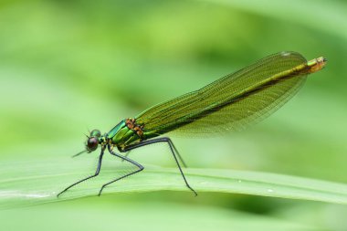Demoiselle (Calopteryx) cinsinden bir yusufçuk, yeşil bir arka planda nemli bir ot yaprağının üzerinde oturur.