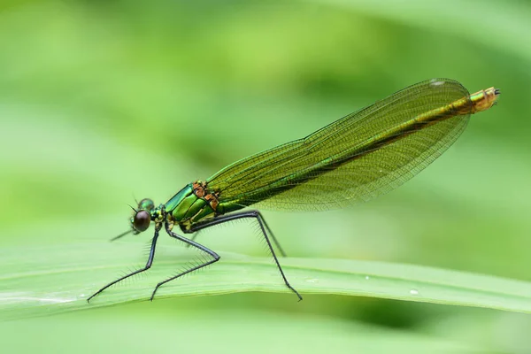 Demoiselle Calopteryx Nemzetséghez Tartozó Szitakötő Egy Nyirkos Fűszálon Természetben Zöld — Stock Fotó