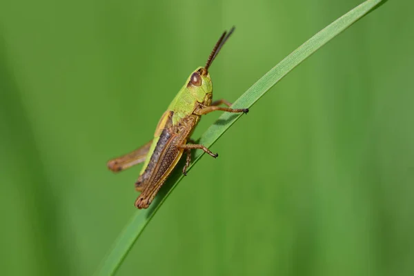 Pequeño Saltamontes Verde Común Pseudochorthippus Parallelus Sienta Una Hoja Hierba — Foto de Stock