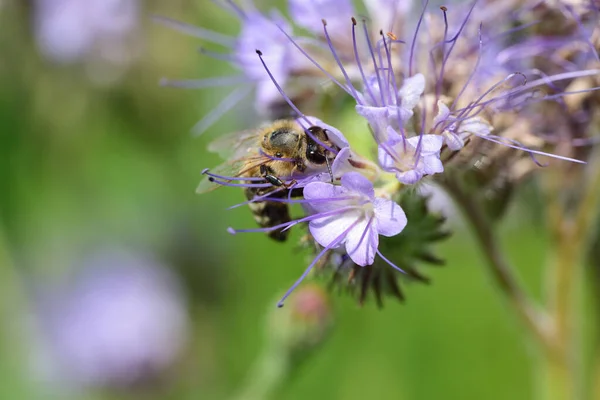 Bir bal arısının, tansi bir safhada yiyecek araması (Phacelia tanacetifolia)