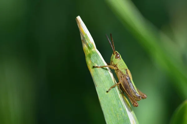 초록색 메뚜기 평행사변형 바깥에 배경에 — 스톡 사진