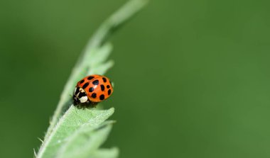 küçük kırmızı uğur böceği yeşil bir yaprağın üzerinde oturuyor doğada yeşil bir arka planın önünde
