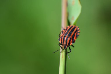 Yeşil zemin üzerinde oturan bir şerit böceğinin (Graphosoma italicum) yakın plan görüntüsü