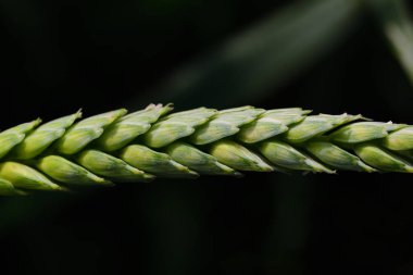 Koyu bir arka planda yeşil bir buğday kulağının yakın plan ve detaylı görüntüsü