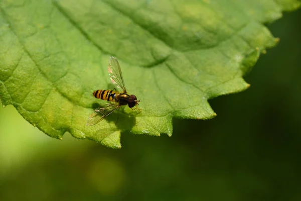 Close Pequeno Amarelo Listrado Preto Mosca Pairar Uma Folha Verde — Fotografia de Stock