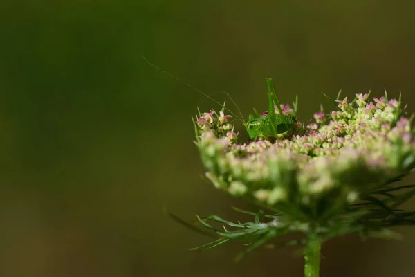 Маленький Зеленый Сверчок Leptophyes Albovittata Сидит Диком Цветке Зеленом Фоне — стоковое фото