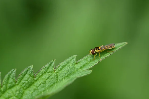 Una Pequeña Mosca Rayas Amarillas Negras Asienta Punta Una Hoja — Foto de Stock