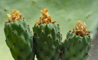 Üç olgunlaşmamış yeşil armut kuru çiçeklerle dikenli bir armut üzerinde yeşil bir zemin üzerinde