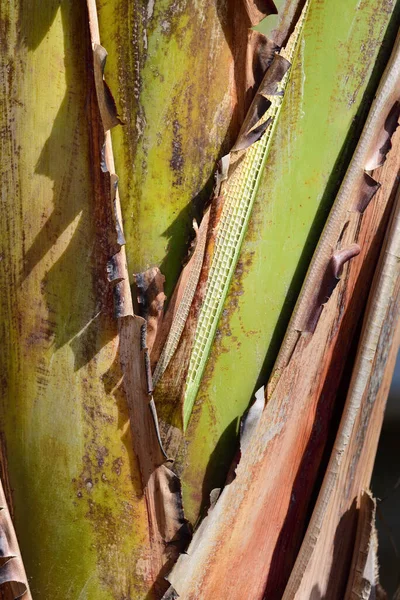 Struttura Dettaglio Tronco Dell Albero Banana — Foto Stock