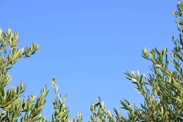 Ramos Verdes Oliveira Formam Uma Meia Moldura Torno Céu Azul — Fotografia de Stock