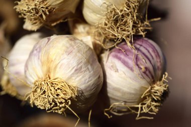 Akdeniz sarımsağının kurumuş soğanlarını arka planda hafif bir şekilde kapat