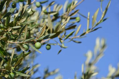 Mavi bir gökyüzüne karşı zeytin dallarını küçük yeşil zeytinlerle vurup kapayın.