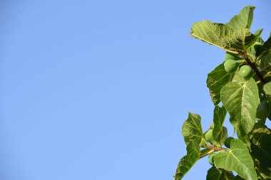 Sağ kenarındaki mavi metin alanında mavi gökyüzüne karşı incir ağacının yapraklarını ve meyvelerini görebilirsiniz.